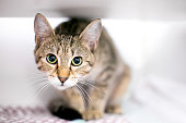 A wide eyed tabby cat in a crouching position