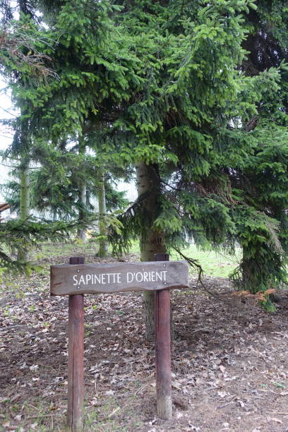 istock Oriental fir tree  Wooded public park 1300573513