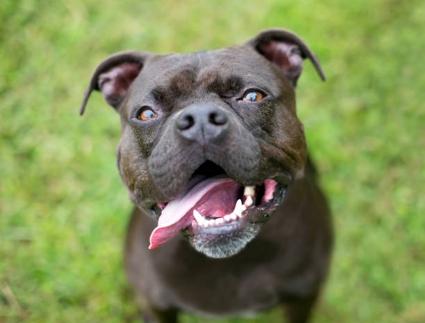 istock A Staffordshire Bull Terrier mixed breed dog panting 1300573518