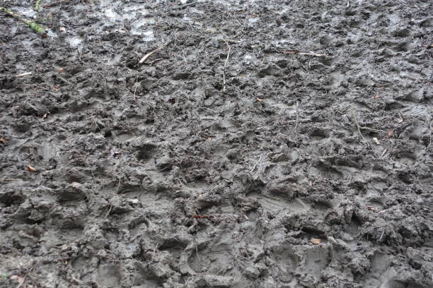 istock Muddy field  Winter season 1300573546