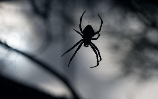 Backlit silhouette of a big spider against out of focus vegetation in the background.