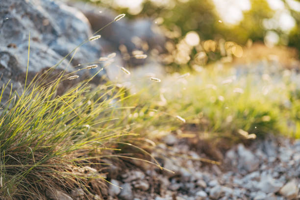 Grass on stone over valley of river Vltava with sunrise