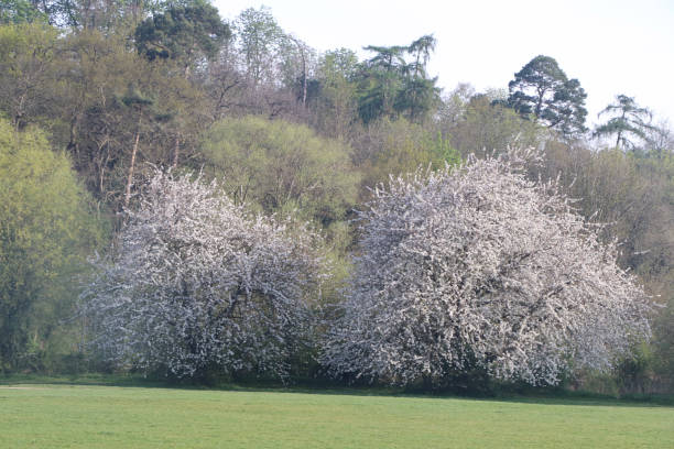 istock Strolling around the forests of Hertfordshire 1300574564