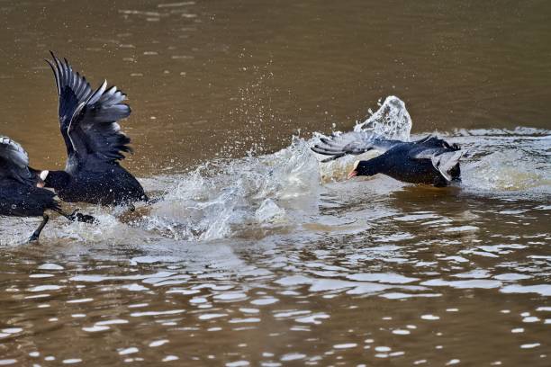istock Coots hunt each other in the river 1300574629