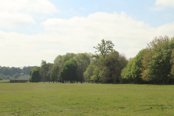 istock Strolling around the forests of Hertfordshire 1300575204