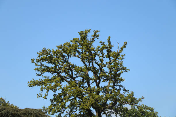 istock Strolling around the forests of Hertfordshire 1300576268