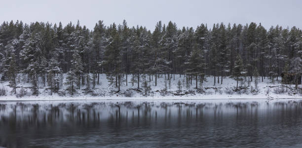 istock snowy forest in panoramic with calm lake 1300578987