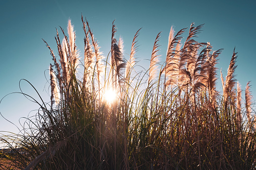 High Grass Blowing In The Wind At Sunset in Unadilla, GA, United States
