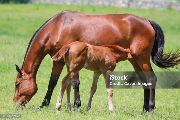 Mother Horse Standing With Foal Nursing In Green Pasture Horizontal Stock Photo - Download Image Now