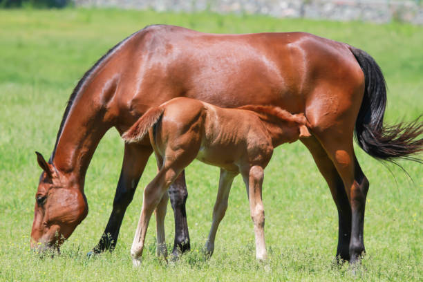 cavalo-mãe em pé com enfermagem de potro em pastagem verde horizontal - égua - fotografias e filmes do acervo