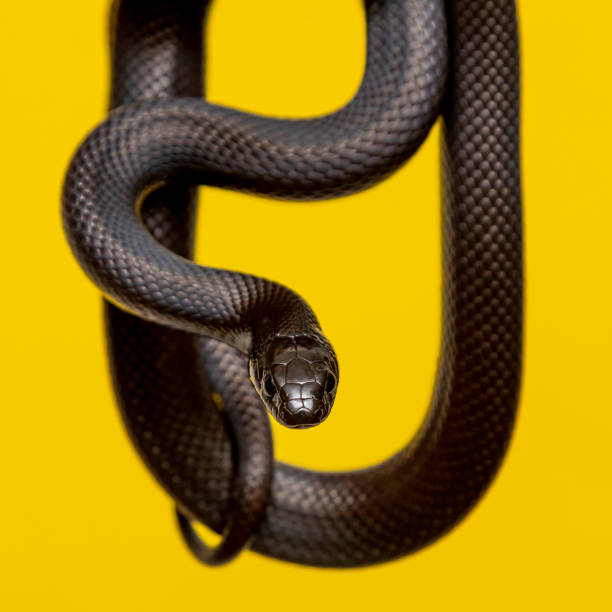 The Mexican Black Kingsnake Is Part Of The Larger Colubrid Family Of Snakes  And A Subspecies Of The Common Kingsnake Stock Photo - Download Image Now -  iStock