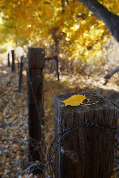 A single yellow leaf rests on a fencepost in autumn. stock photo