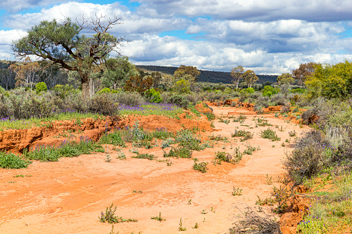 Dry River bed in the Mutawintji National Park NSW Australia