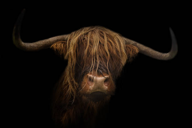 Scottish highland cattle isolated with black background with long hair looking in the camera bull animal photos stock pictures, royalty-free photos & images