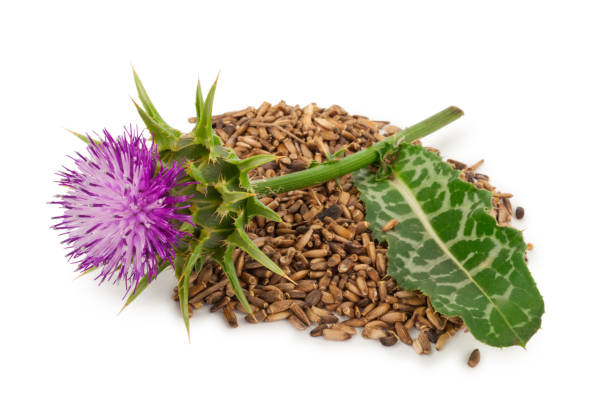 istock Silybum marianum (Milk Thistle).  Medical plants 1300582184