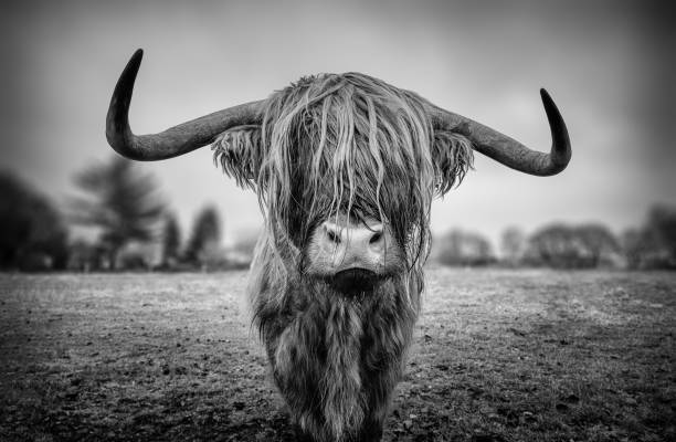 Scottish highland cattle as black and withe image with long hair on a meadow highland cattle stock pictures, royalty-free photos & images
