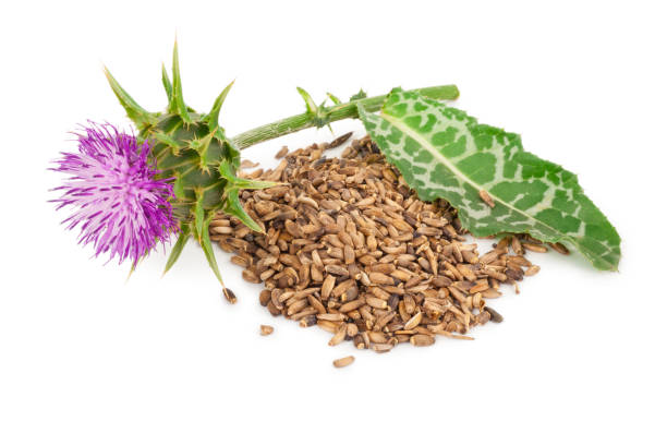 istock Silybum marianum (Milk Thistle).  Medical plants 1300583805