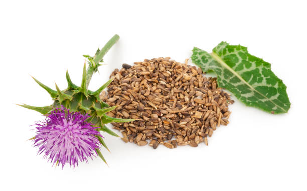 istock Silybum marianum (Milk Thistle).  Medical plants 1300584038