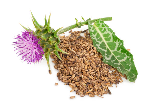 istock Silybum marianum (Milk Thistle).  Medical plants 1300584052