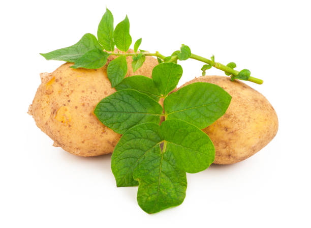 istock Yellow potatoes with leaves on a white 1300584592
