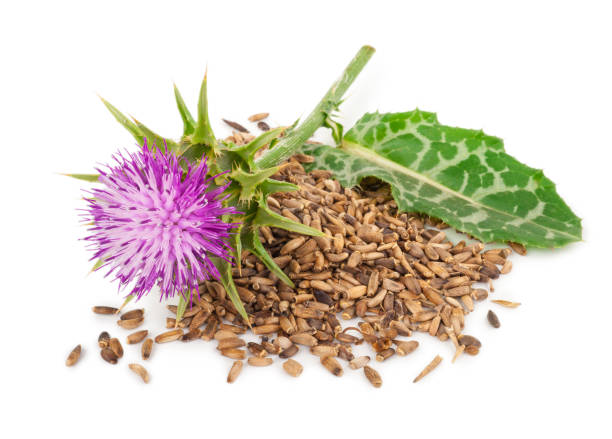 istock Silybum marianum (Milk Thistle).  Medical plants 1300584620