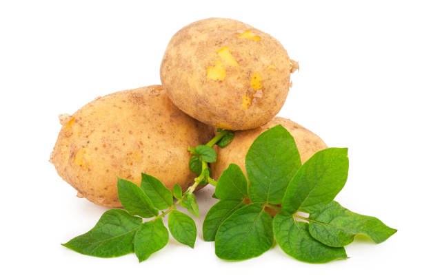 istock Yellow potatoes with leaves on a white 1300584755