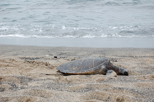 Sunbathing sea turtle on the Beach