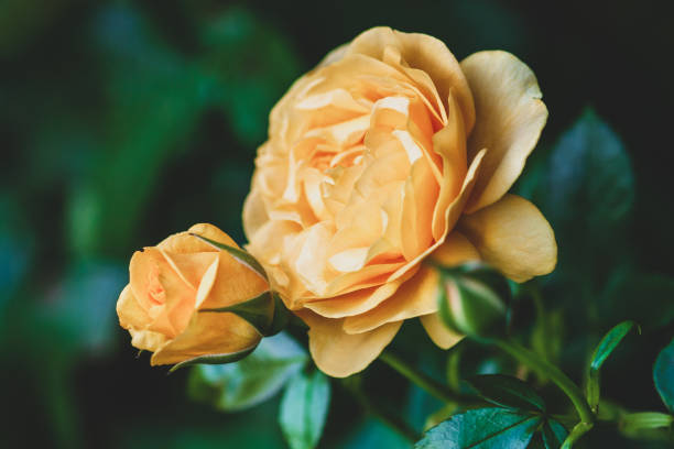 yellow garden rose with buds on in summer rose garden - hybrid tea rose imagens e fotografias de stock