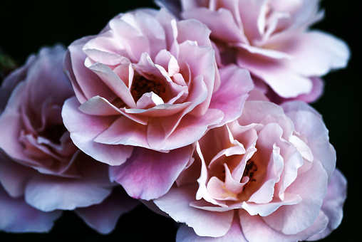 Glamor dusty pink roses on dark for elegant flower background