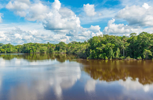 amazon rainforest lake reflection, ecuador - iquitos foto e immagini stock