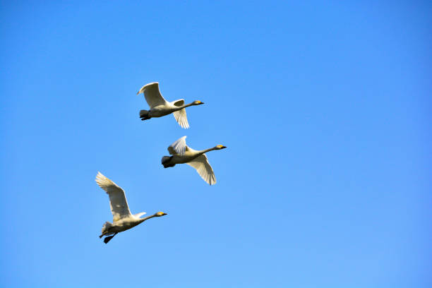 istock Flock of swans flying in the blue sky 1300588967