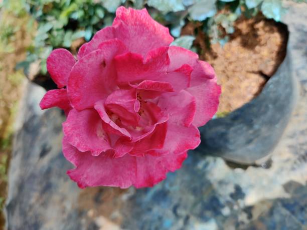 istock Pink Rose with Ruffle Petals in Full Bloom 1300592655