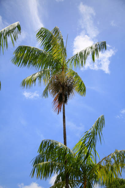 istock acai palm plantation 1300593466