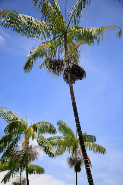 acai palm pflanzung - cabbage palm stock-fotos und bilder