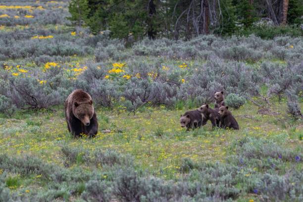 istock Four grizzly bear cubs wait patiently until Mom says they can move 1300596073