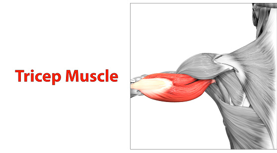 3D Illustration Concept of Human Muscular System Arm Muscles Tricep Muscle Anatomy