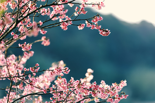 Cherry Blossom with Copy space