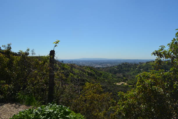 istock Hollywood, California 1300600321