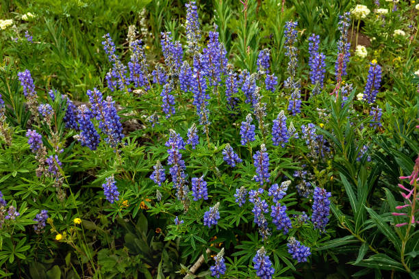 istock Silvery lupine in a meadow 1300600380