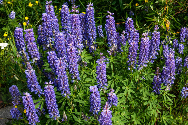 srebrzysty łubin na łące - wildflower flower colorado lupine zdjęcia i obrazy z banku zdjęć