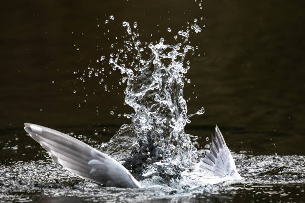Seagull hunting for food. Wild birds. Action shot of bird hunting.