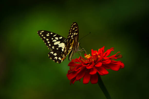 istock Butterflies in the flower garden 1300603947