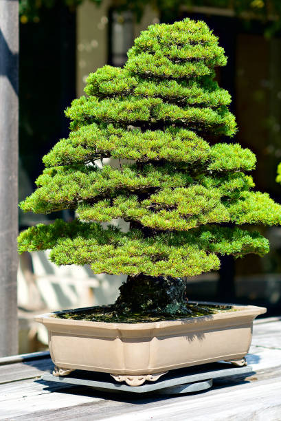 istock Bonsai Tree in a Ceramic Pot on a Table In Sunlight 1300603979