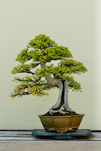 Image of Chinese Elm bonsai tree on pedestal with tag and small miniature trees in background