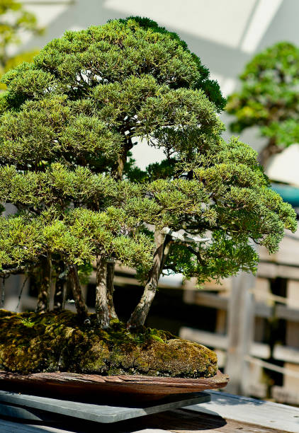 istock Bonsai Tree in a Ceramic Pot on a Table In Sunlight 1300603996