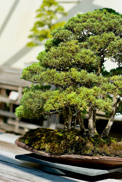 istock Bonsai Tree in a Ceramic Pot on a Table In Sunlight 1300604505
