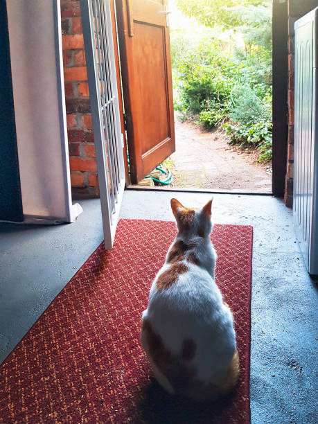 istock Cat sat on mat looks out through doorway at sunny garden 1300608061