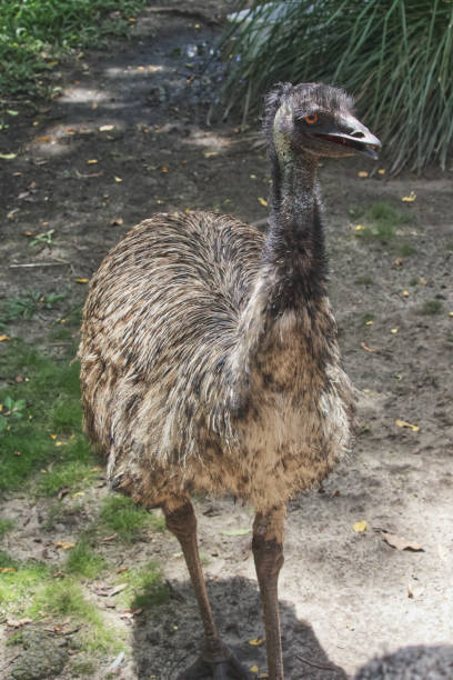 istock Australian bird's emu Queensland 1300609315