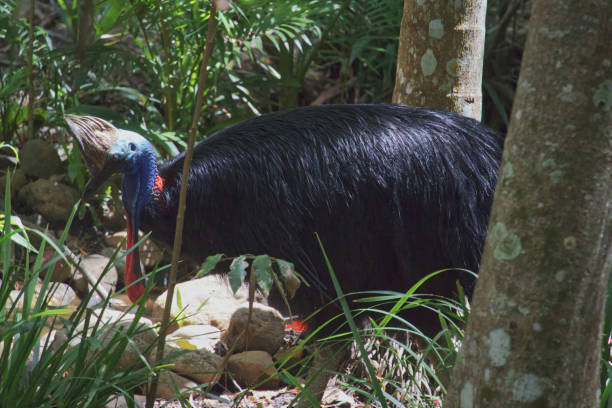istock Australian bird's wildlife cassowary 1300610066