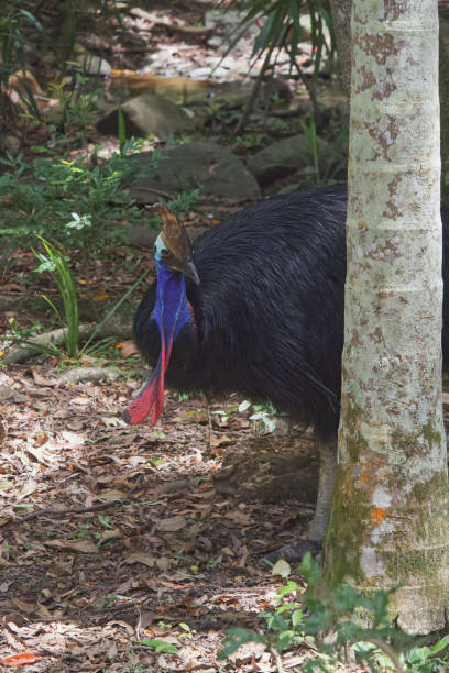 istock Australian wildlife cassowary bird 1300610099